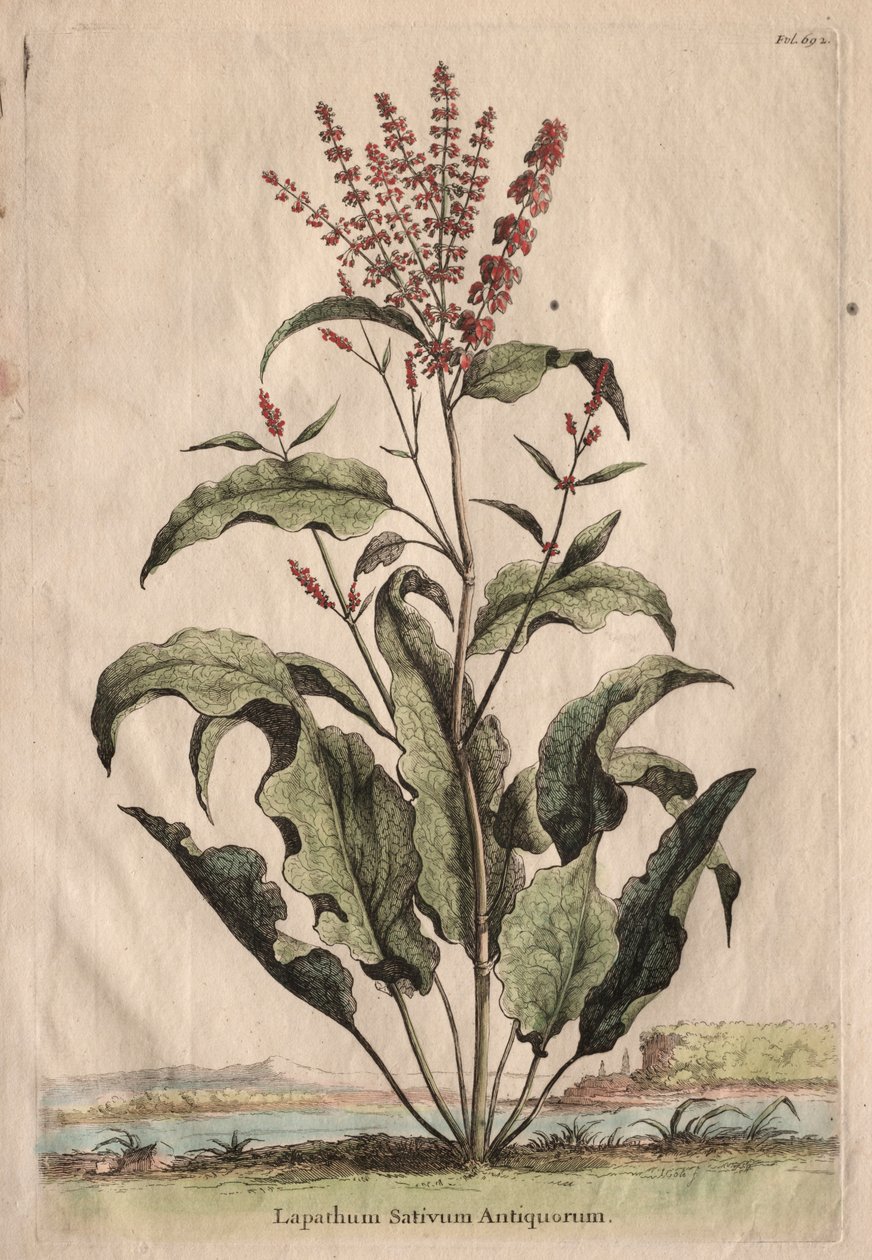 Curious Phytographia: Lapathum Identificationum Antiquorum. av Abraham Munting