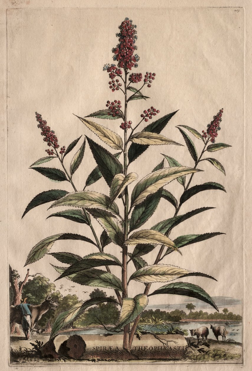 Nysgjerrig Phytographia: Spiraea Theophrastus av Abraham Munting
