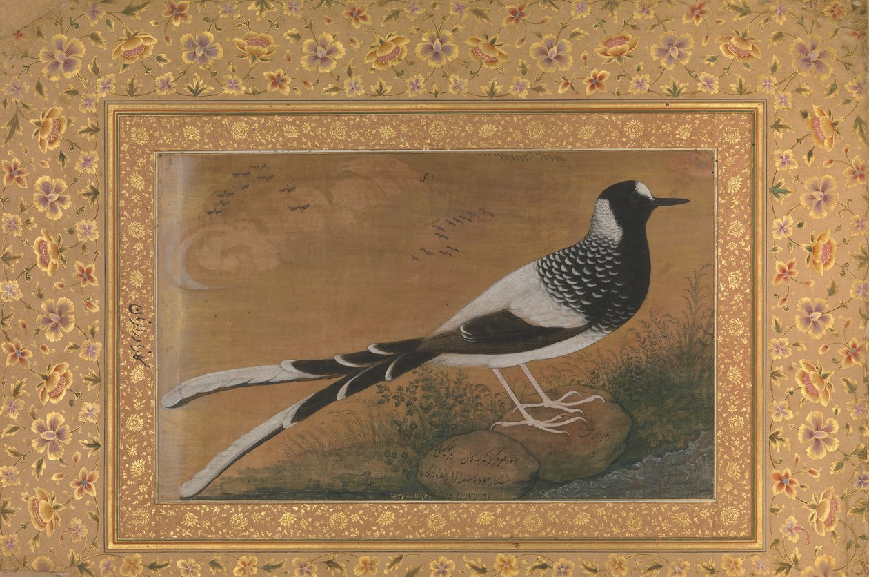 Spotted Forktail, Folio fra Shah Jahan Album, recto: ca. 1610-15, verso ca. 1540. av Abu al Hasan
