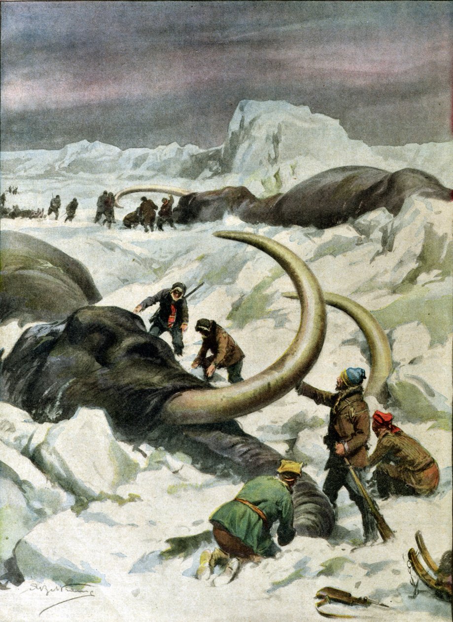 Oppdagelse av frosne mammuter i Sibir, illustrasjon fra 'Corriere della Sera', 9. desember 1934 av Achille Beltrame