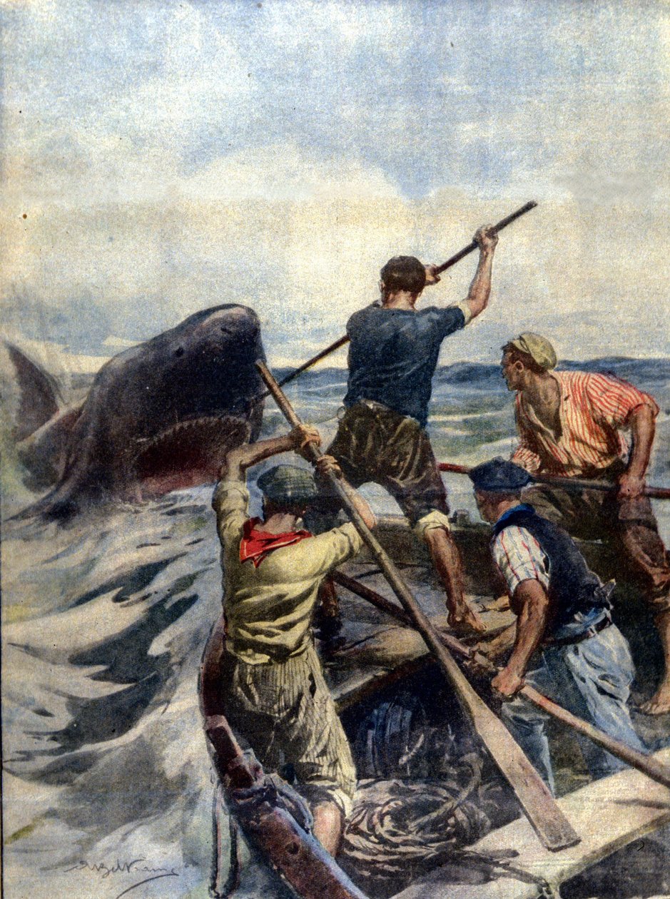 En konfrontasjon mellom sicilianske fiskere og en enorm tigerhai endte med fangsten av sjømonsteret som veide 12 kvint. Ill. d