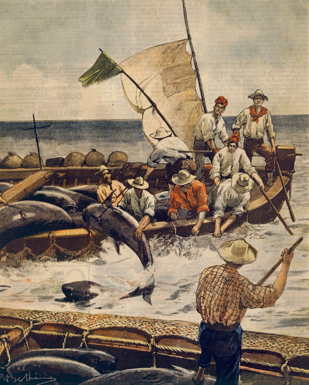Ekstraordinært fiske av blåfinnet tunfisk på Piana Island, Sardinia, av Achille Beltrame (1871-1945), fra La Domenica del Corriere, 30. juni 1900 av Achille Beltrame