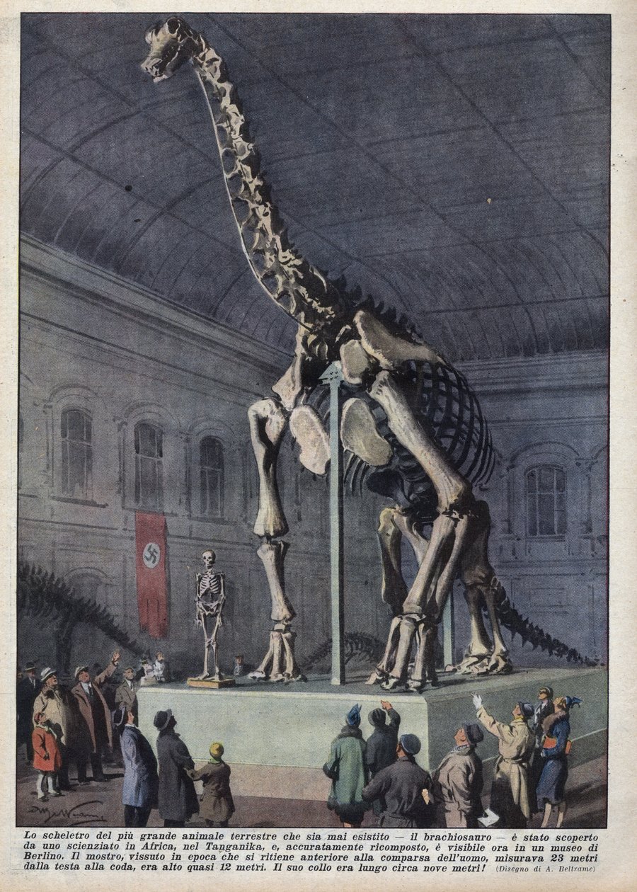Installasjon i et museum i Berlin, Tyskland av et brachiosaurskjelett oppdaget av en vitenskapsmann i Afrika. Illustrasjon av Achilles Beltrame i "" La domenica del corriere"" av 12.12.1937 av Achille Beltrame