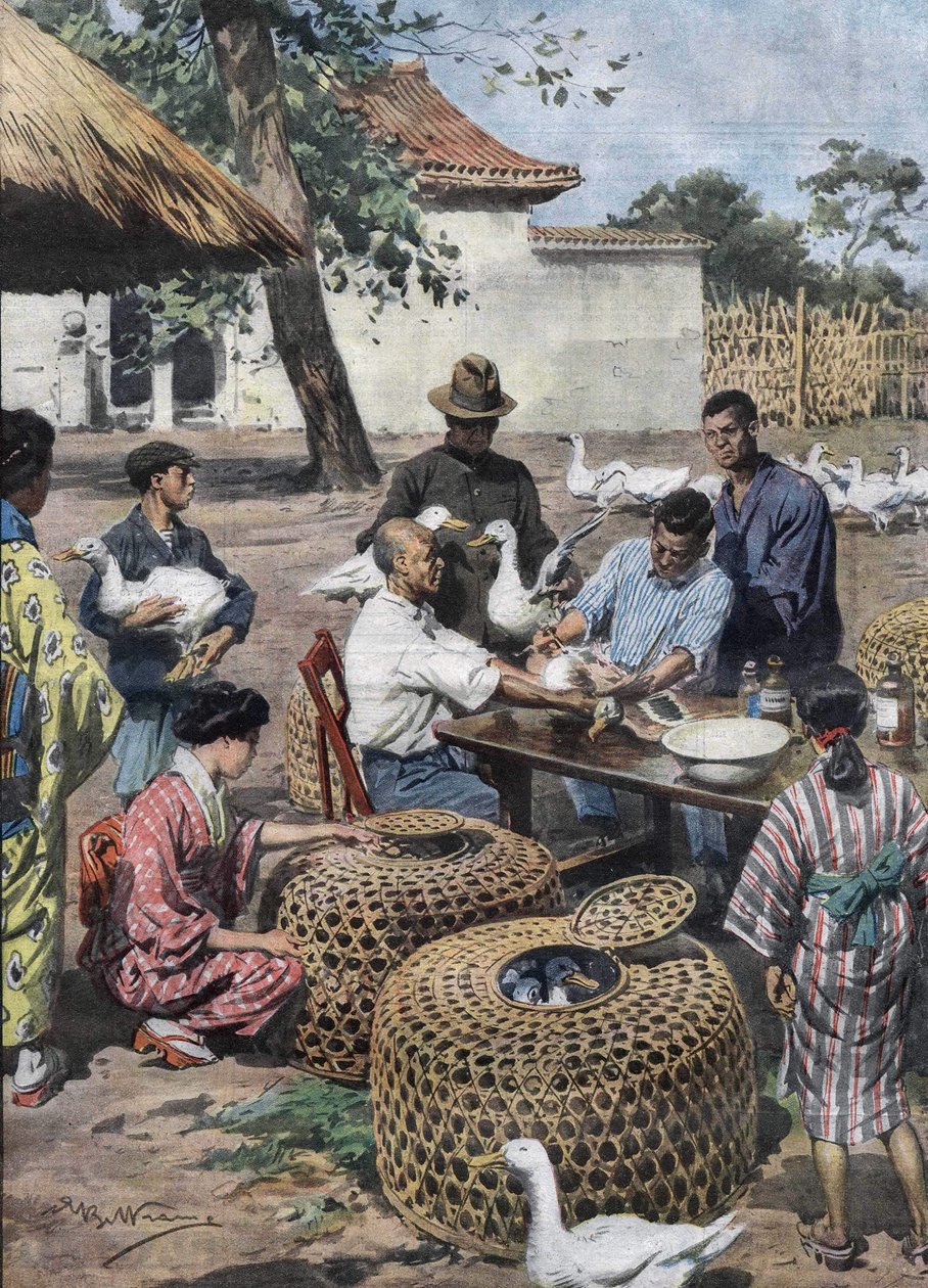 Tokyo Imperial Palace Garden: Vaksinasjon og veterinærhjelp for ender for å beskytte dem mot kolera. Illustrasjon av Achille Beltrame fra 1928. av Achille Beltrame