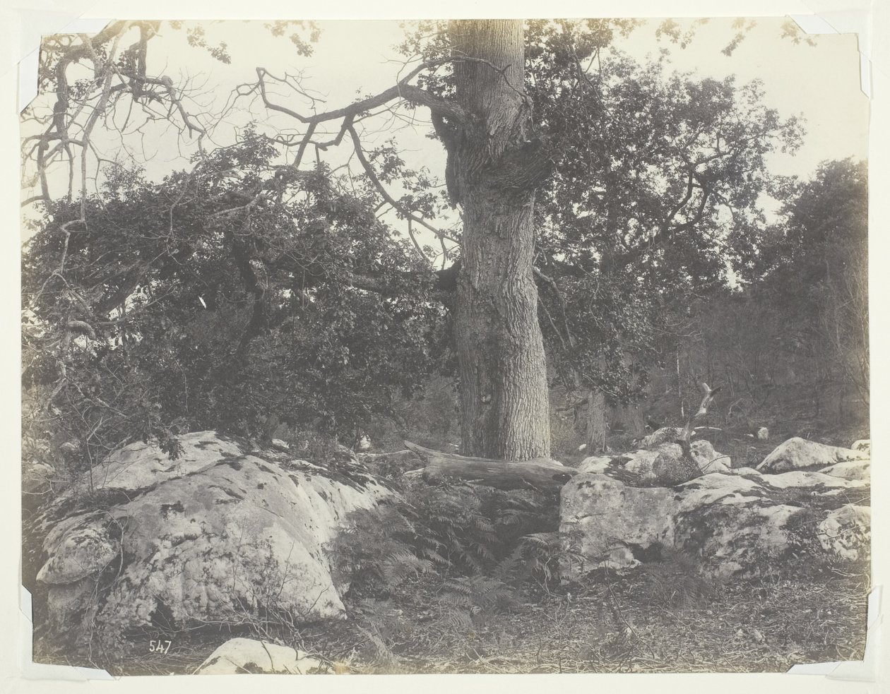 Skog og steiner, Fontainebleau av Achille Quinet