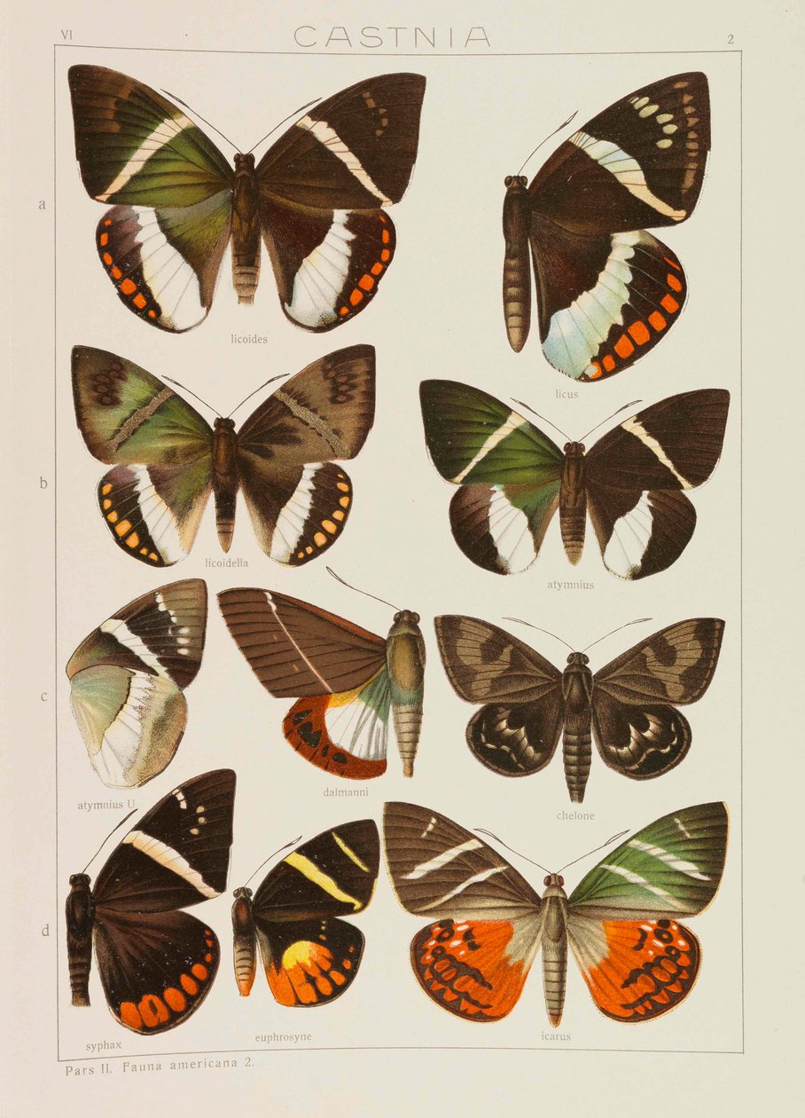 Jordens store sommerfugler The Macrolepidoptera of the World, 1909. av Adalbert Seitz