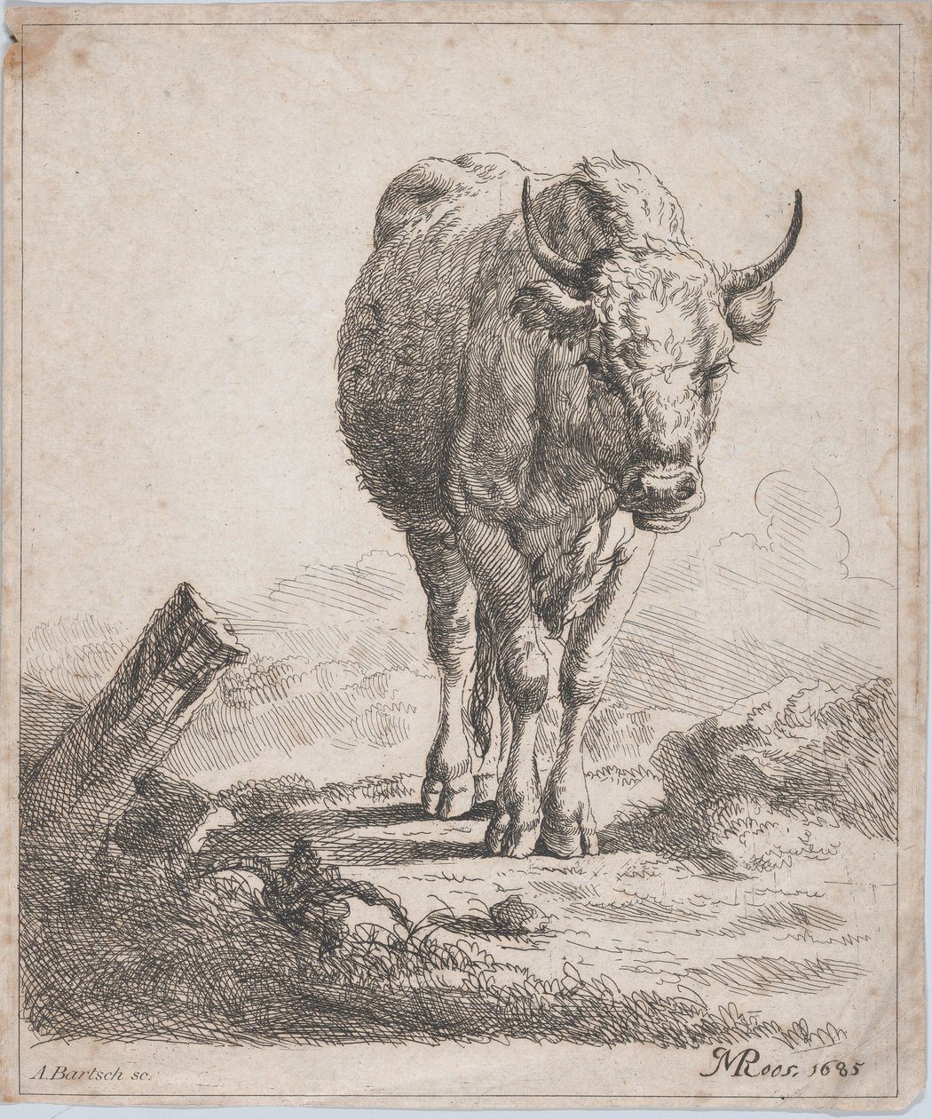 En ku, sett forfra, 1805. av Adam von Bartsch