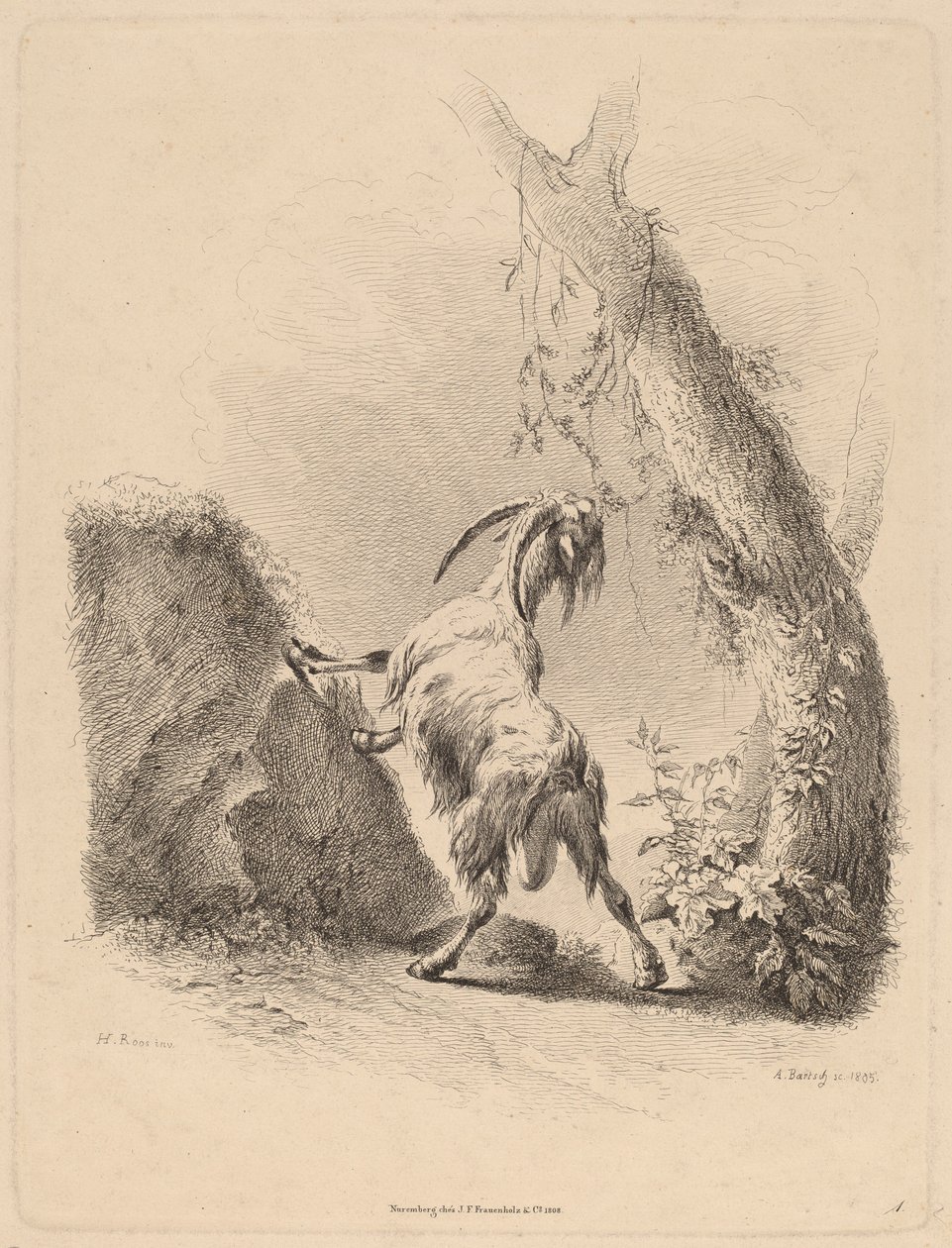 Geit i et landskap, 1805. av Adam von Bartsch