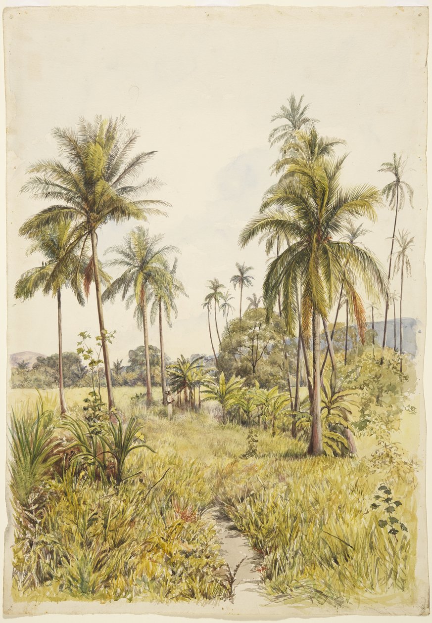 Palmetrær, Colima (akvarell) av Adela Breton