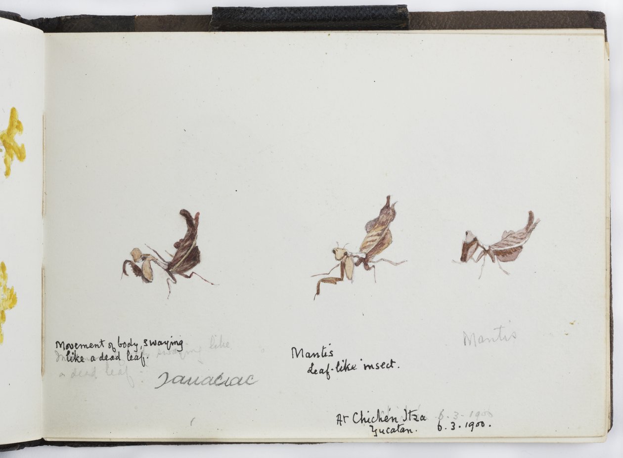 Skissebok med tegninger og notater, Nord- og Sør-Amerika (inkludert Mexico) av Adela Breton