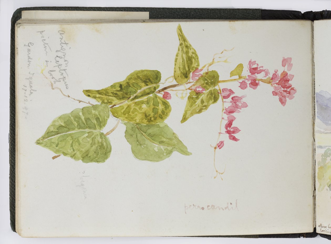 Skissebok med akvareller, tegninger og notater, Mexico, 1896-1898 (akvarell) av Adela Breton