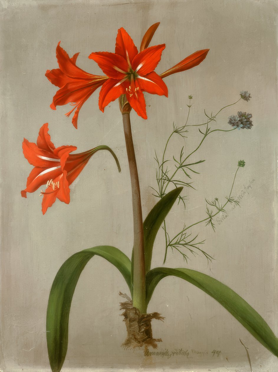 Amaryllis og Gilia av Adolf Senff
