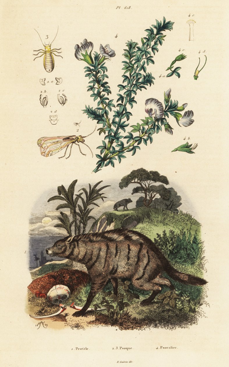 Aardwolf, arabisk ert og lus. av Adolph (after) Fries