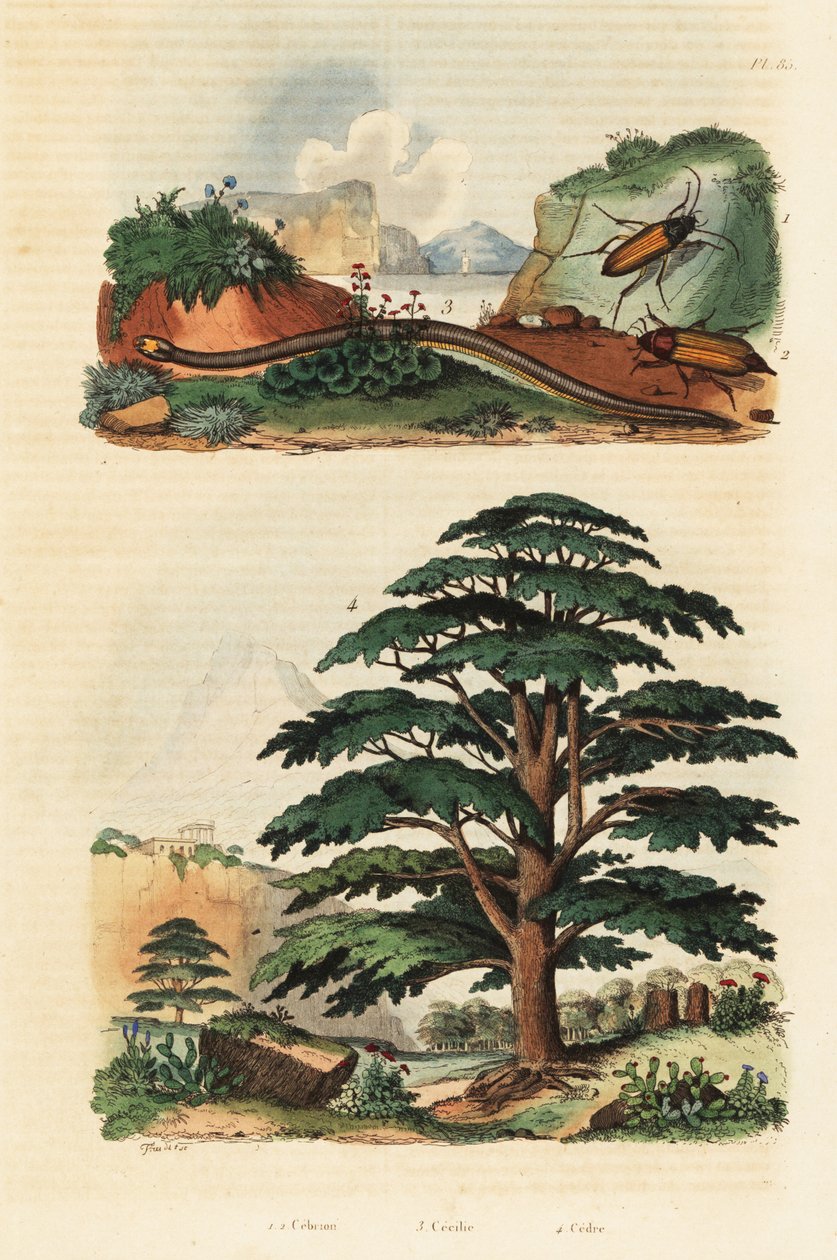 Cedar of Libanon, to-linjet caecilian og klikkbiller., 1834-1839 (gravering) av Adolph (after) Fries