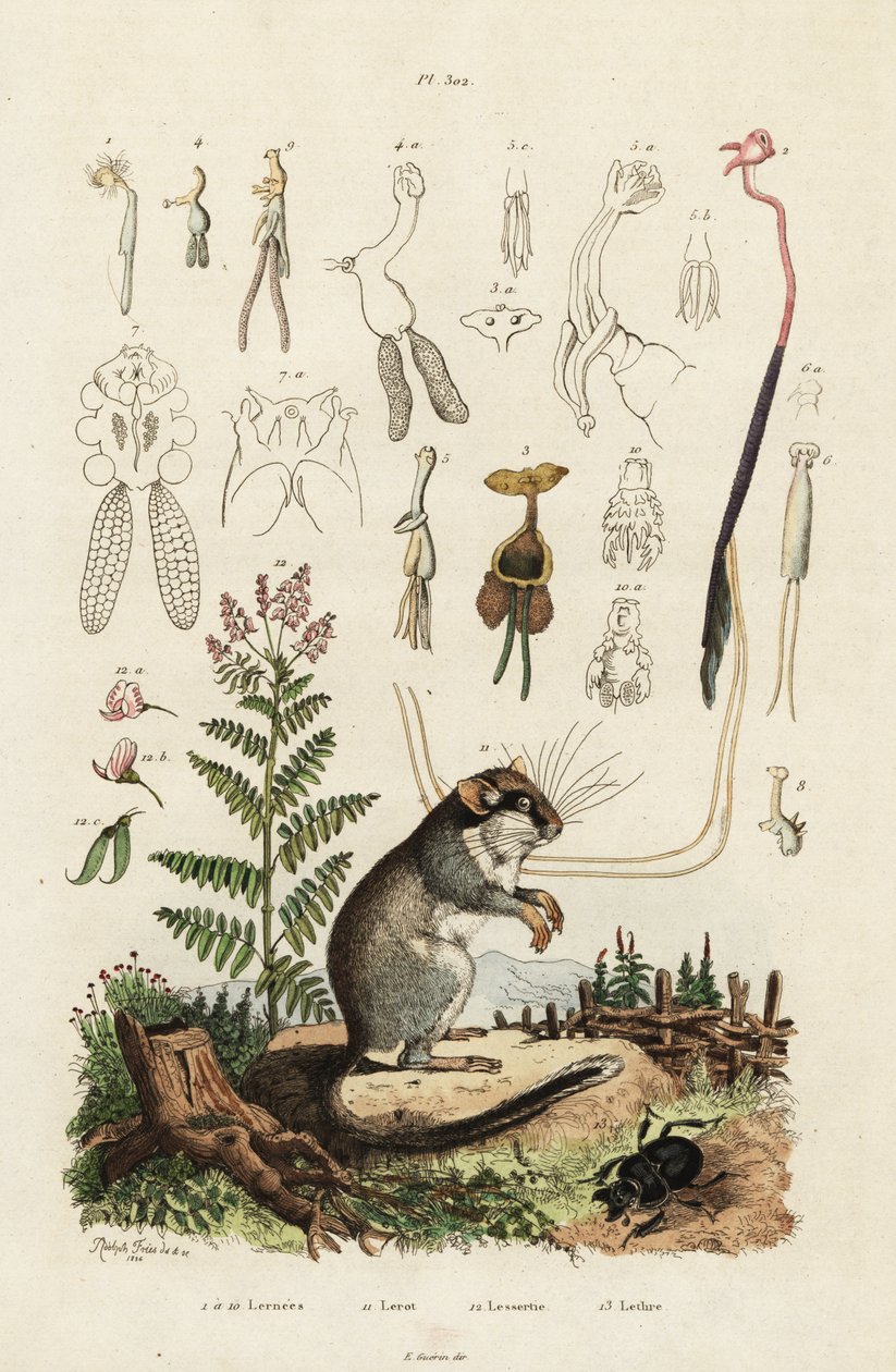 Dormus, copepoder og bille. ,1834–1839 (gravering) av Adolph (after) Fries
