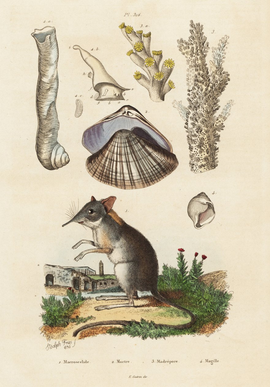 Elefantsmus, musling og koraller., 1834-1839 (gravering) av Adolph (after) Fries
