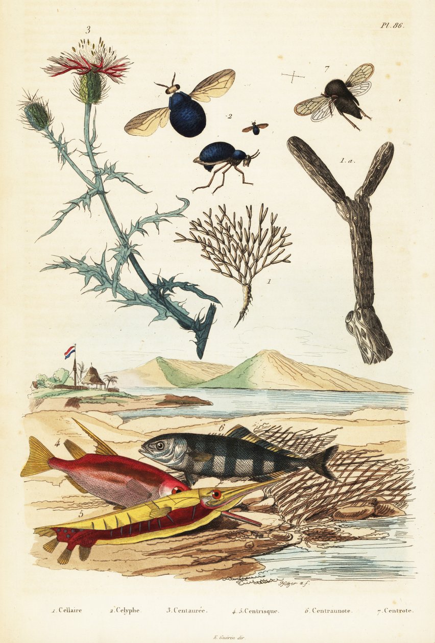 Knapweed, fisk og billefluer., 1834-1839 (gravering) av Adolph (after) Fries