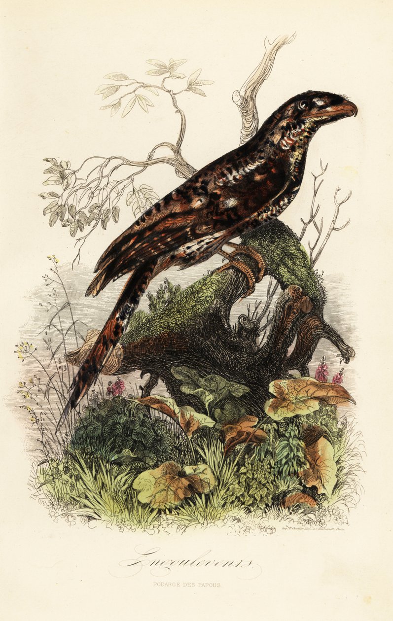 Papuansk froskemunn, Podargus papuensis av Adolph (after) Fries