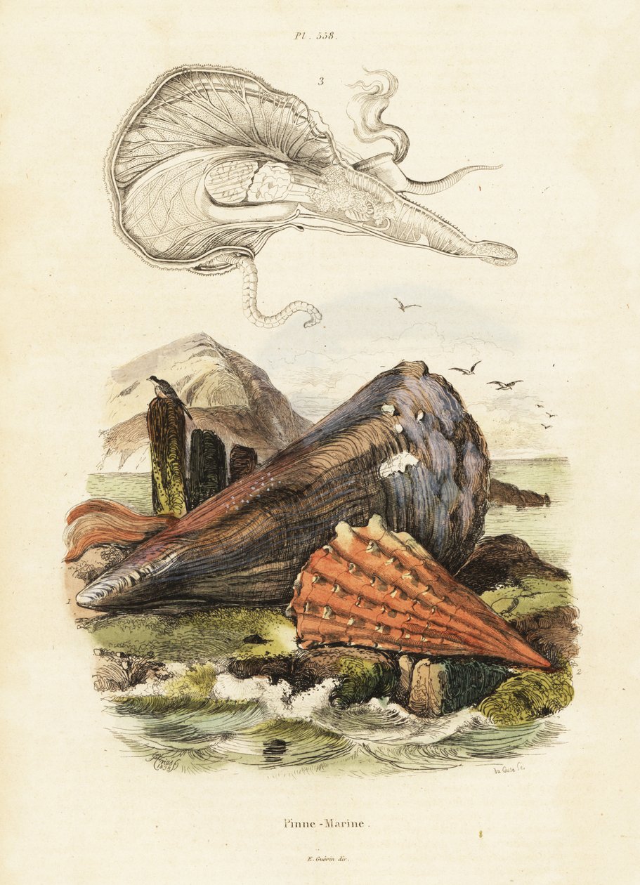 Pennskjell eller vifteskjell. ,1834–1839 (gravering) av Adolph (after) Fries