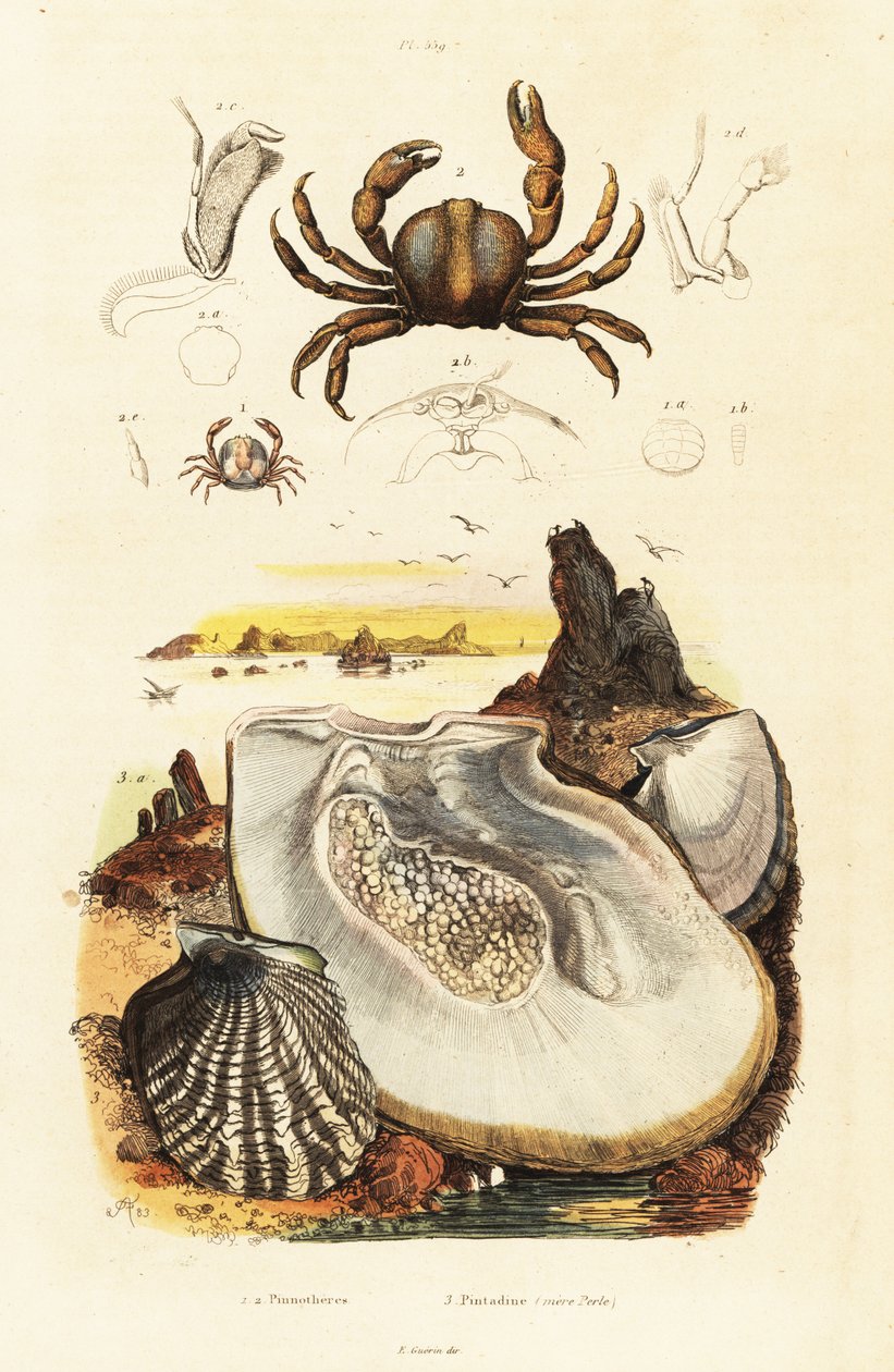 Nålekrabber og perleøsters., 1834-1839 (gravering) av Adolph (after) Fries