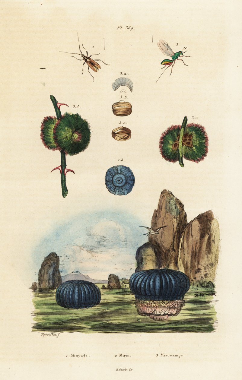 Sjøanemone og insekter., 1834-1839 (gravering) av Adolph (after) Fries