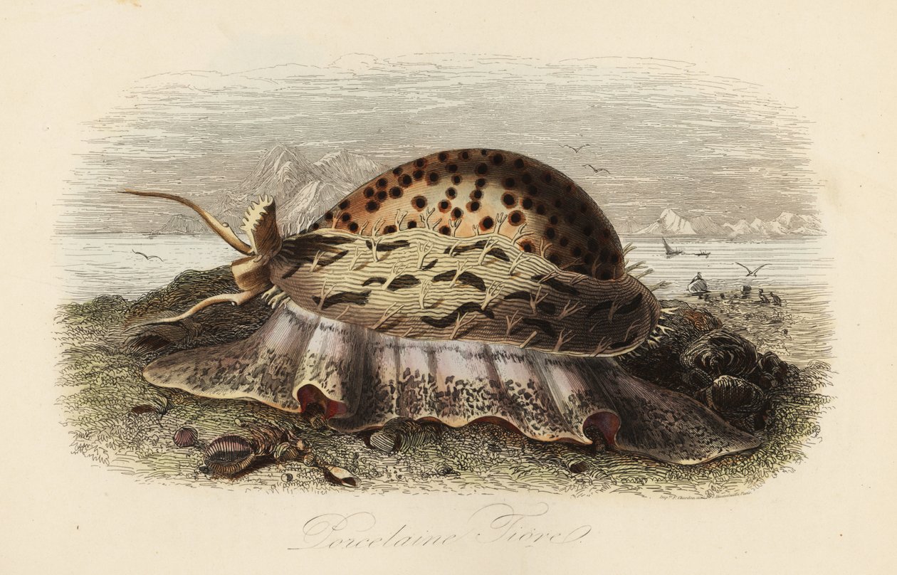 Tiger cowrie, Cypraea tigris av Adolph (after) Fries