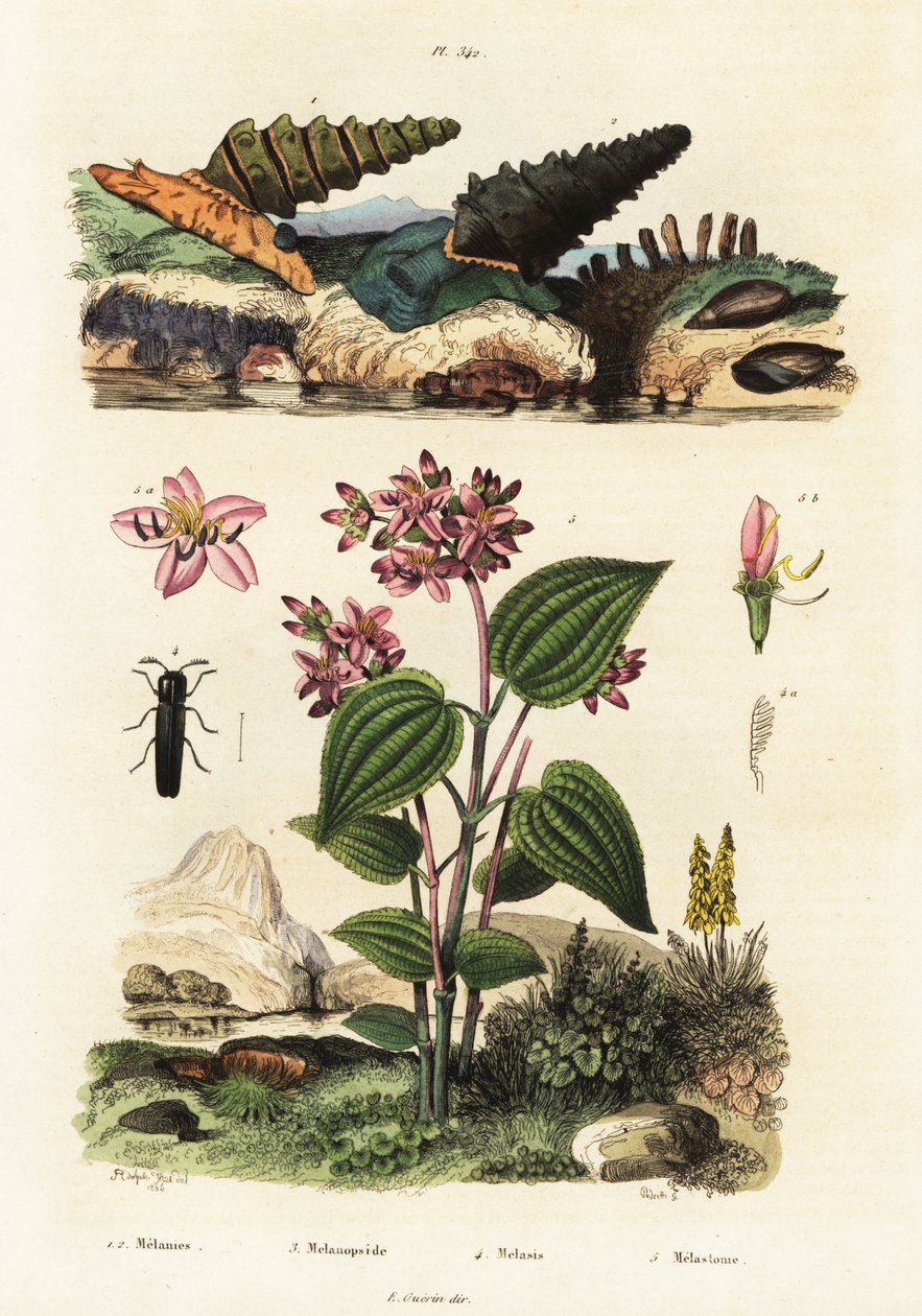 Trompetsnegler, soldatbiller og Clidemia.,1834-1839 (gravering) av Adolph (after) Fries
