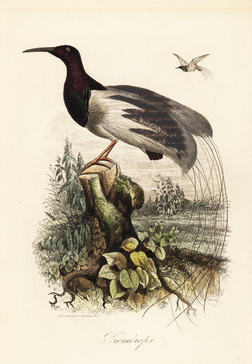 Tolvtrådet paradisfugl, Seleucidis melanoleucus av Adolph (after) Fries