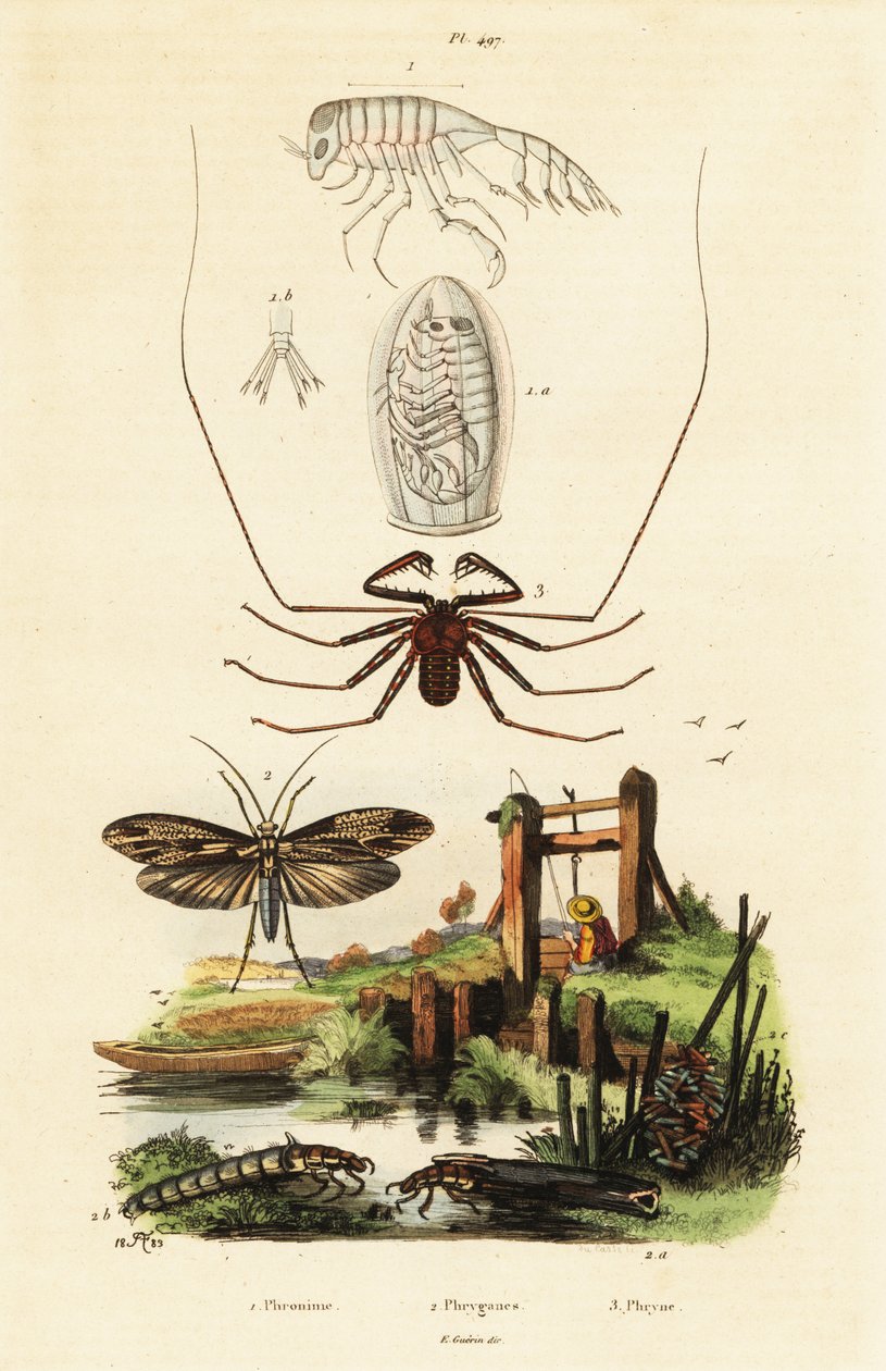Pisk edderkopp og caddisfly. av Adolph (after) Fries