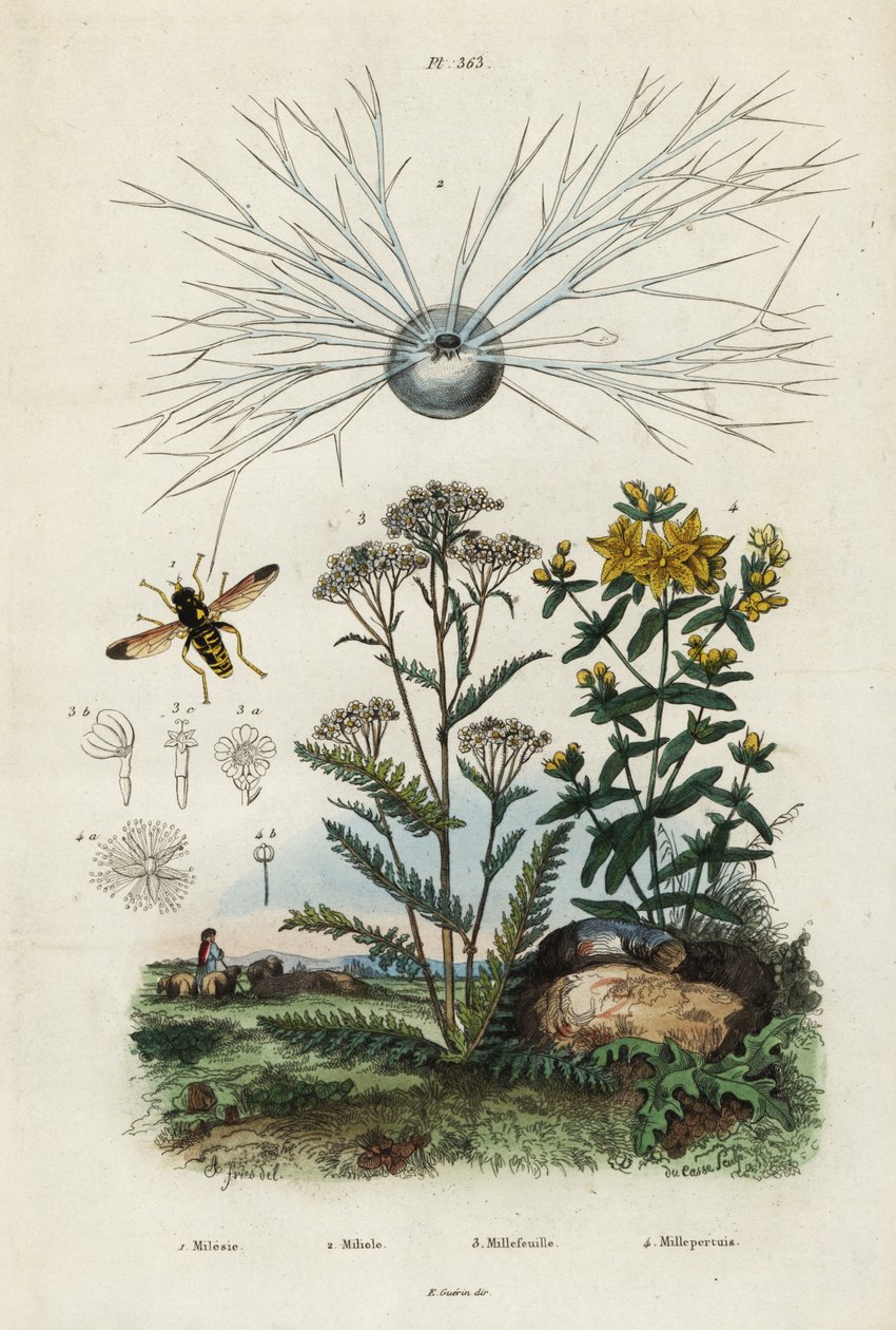 Ryllik, johannesurt, foraminifera og sveveflue., 1834-1839 (gravering) av Adolph (after) Fries