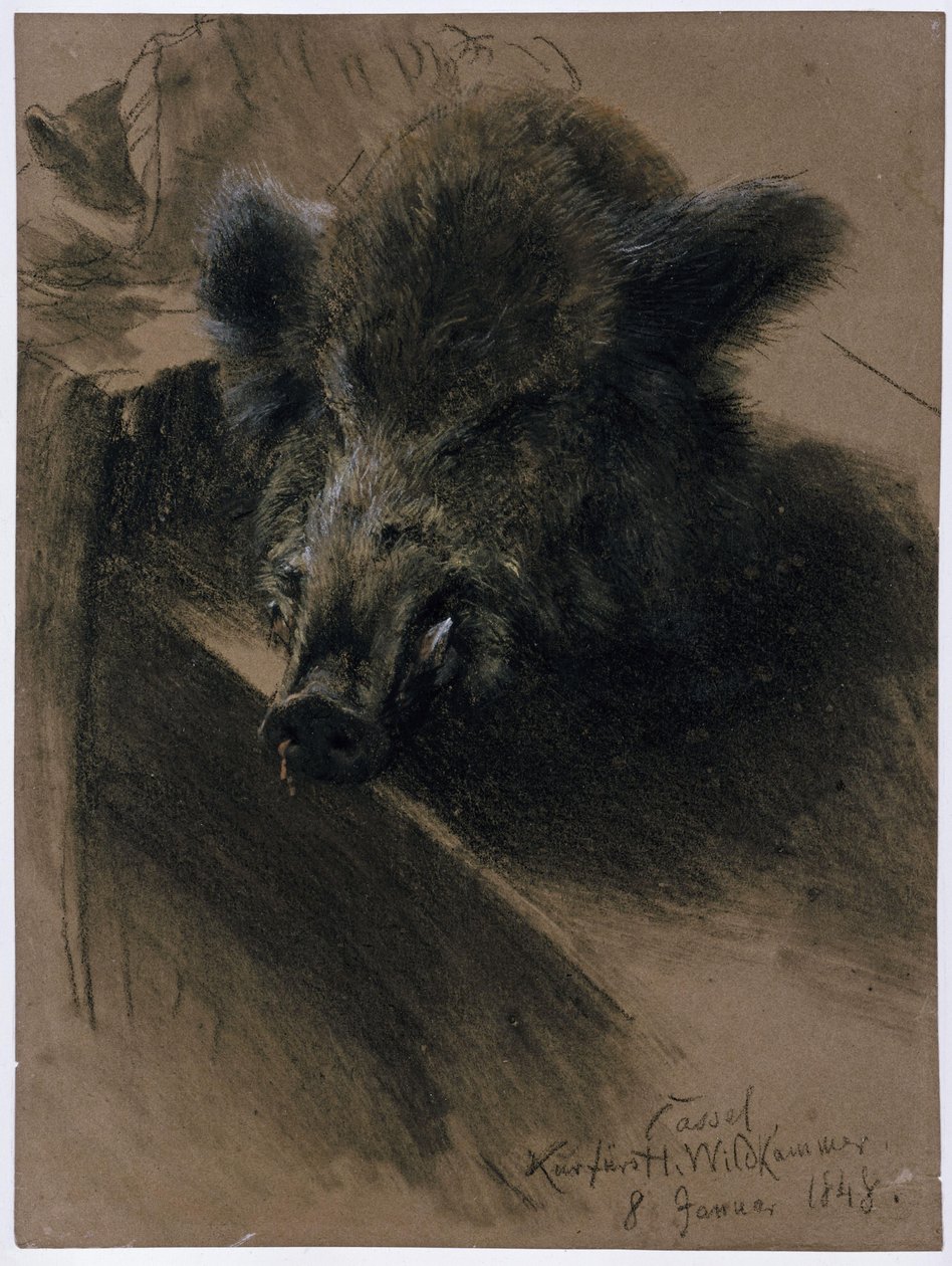Hodet av et villsvin i det kurfyrstelige jaktkammeret i Kassel av Adolph Menzel