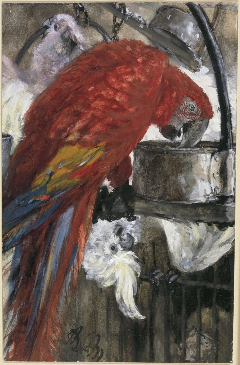 Den røde araen og kakaduer. Fra "Barnealbumet" av Adolph Menzel