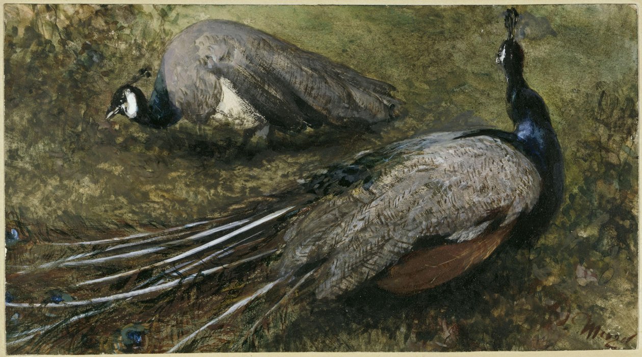 De to påfuglene. Fra "Barnealbumet" av Adolph Menzel