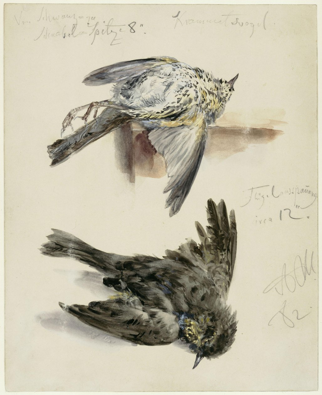Død gråtrost i to visninger av Adolph Menzel