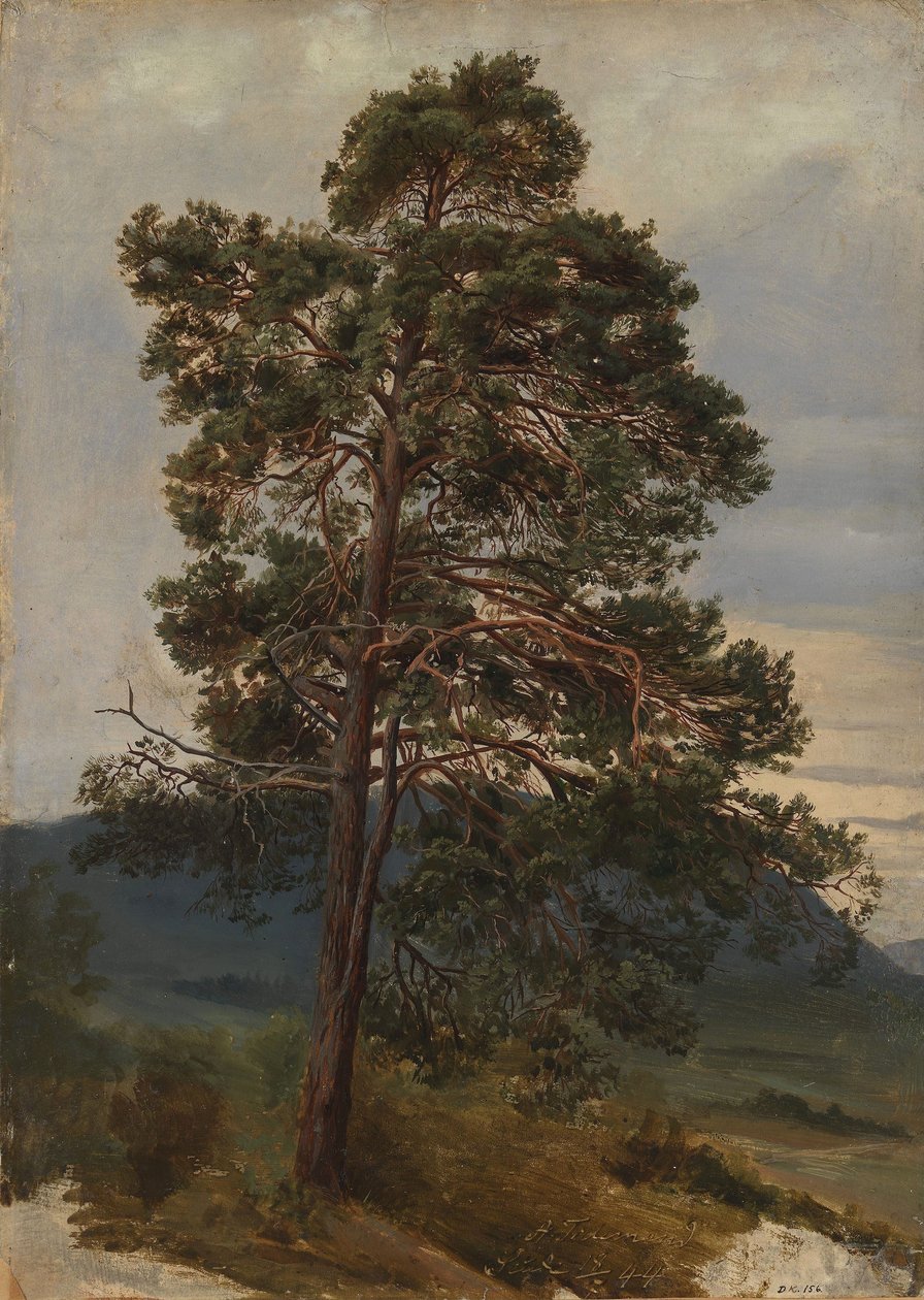 Studie av en furu av Adolph Tidemand