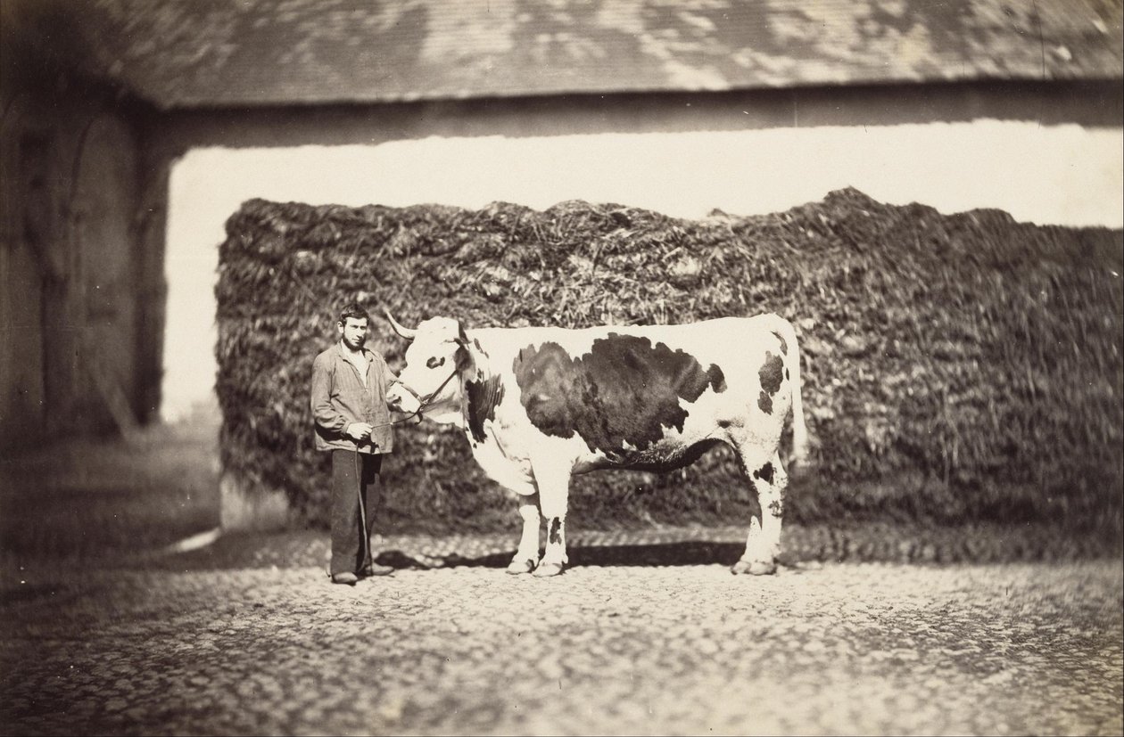 Premie Bull av Adolphe Braun