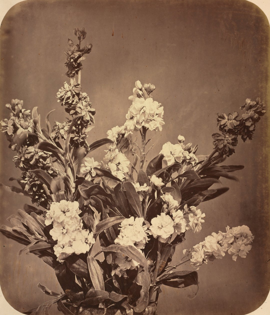 Bukett, ca. 1855. av Adolphe Braun