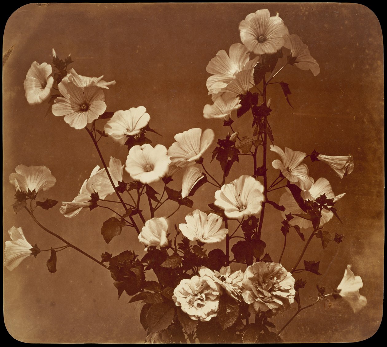 [Blomsterstudie, Sharon-rose] av Adolphe Braun