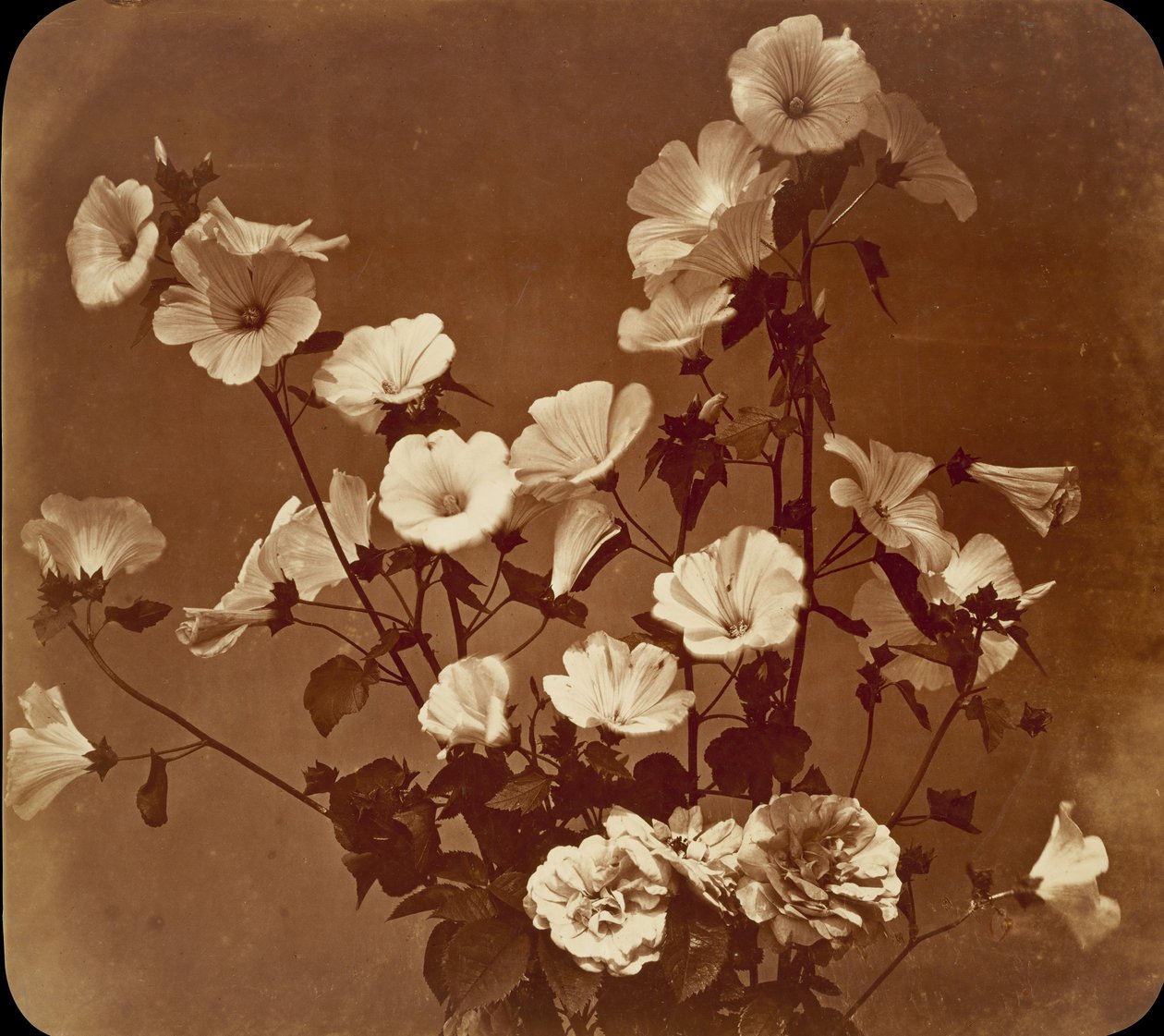 [Flower Study, Rose of Sharon], ca. 1854. av Adolphe Braun