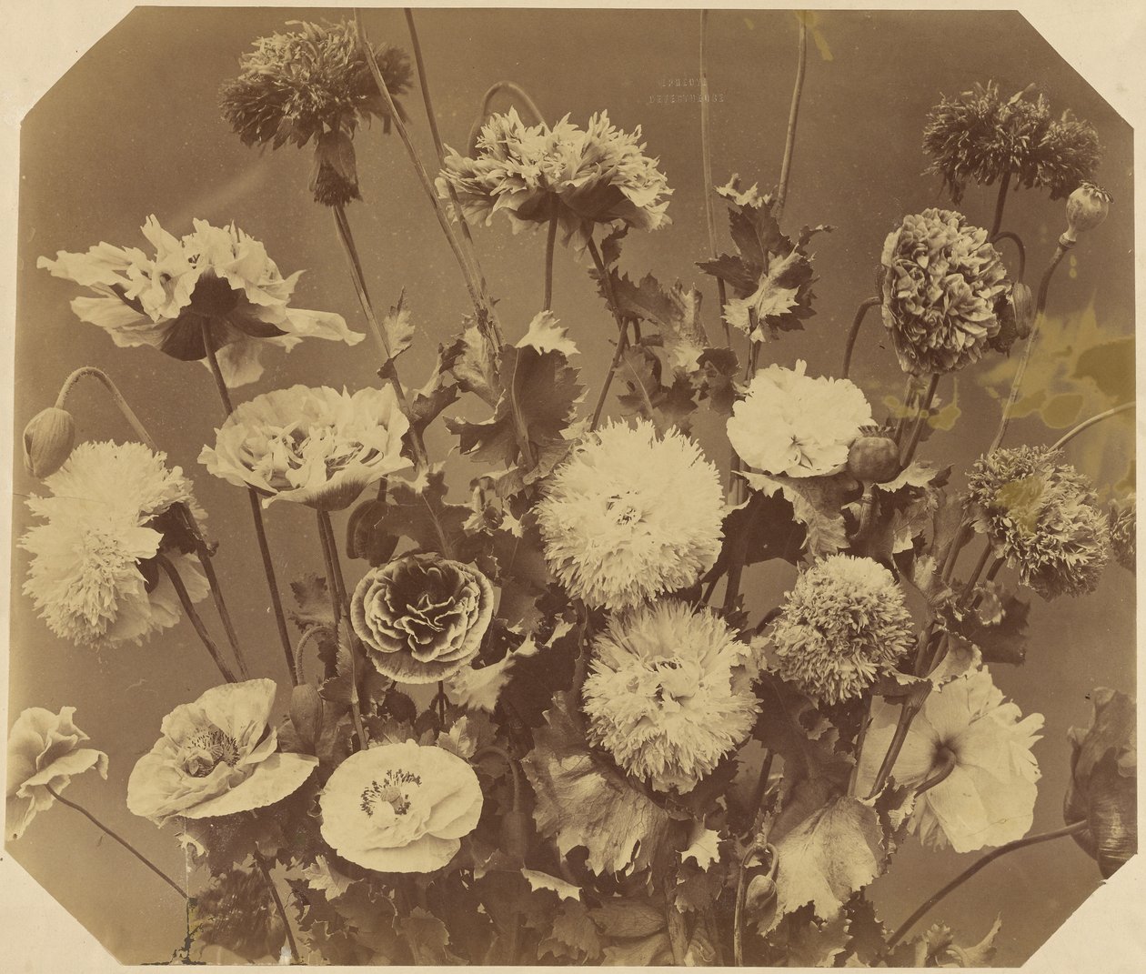 [Blomster] av Adolphe Braun
