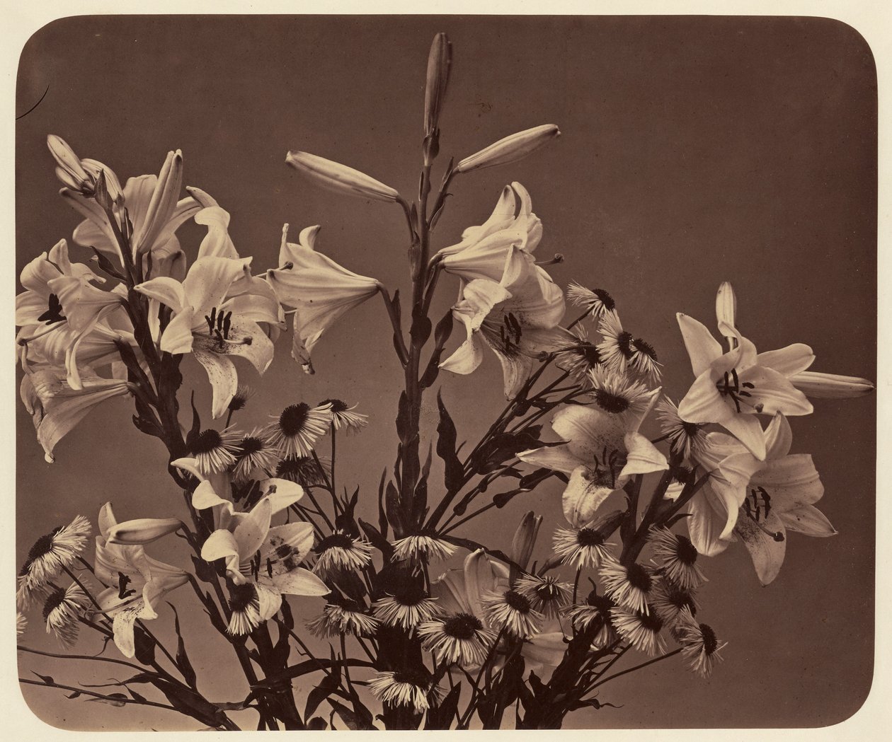 [Blomster] av Adolphe Braun
