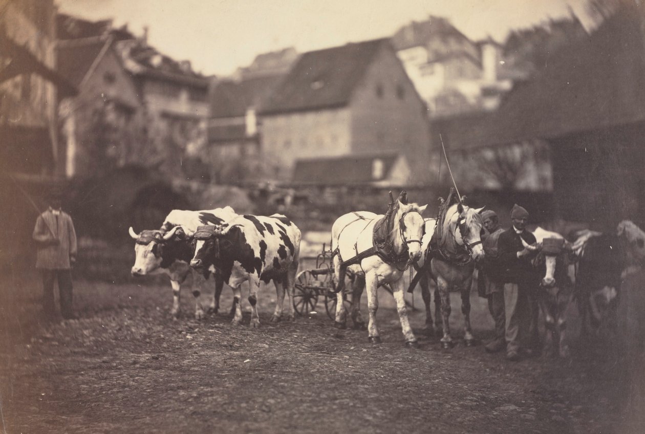 Uten tittel Gårdsdyr, 1850-tallet. av Adolphe Braun