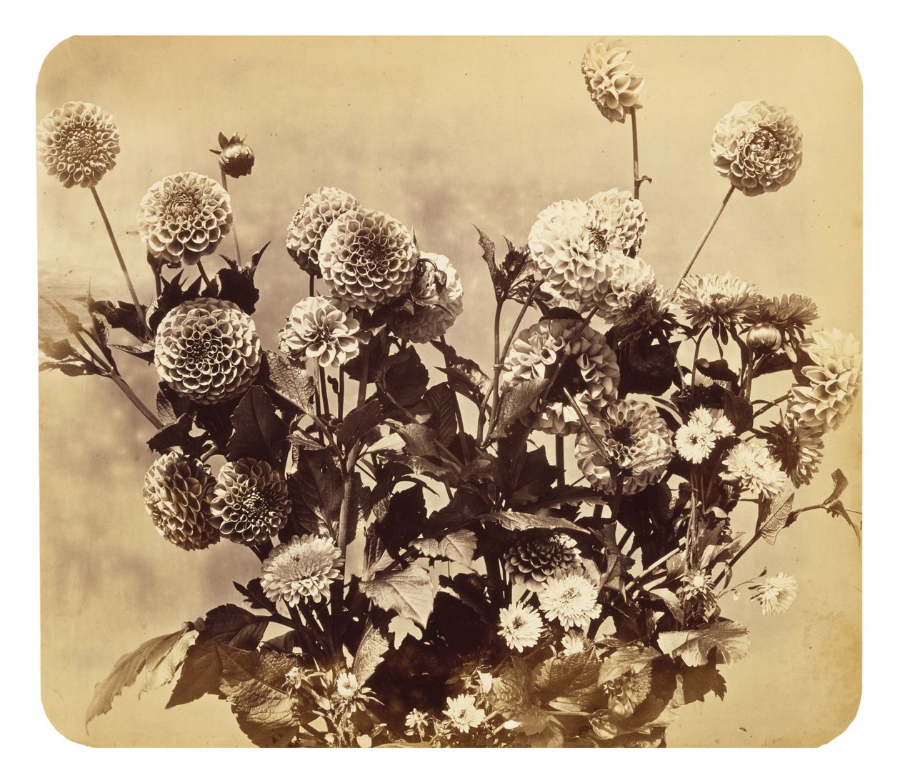 Uten tittel, c. 1860 (albumtrykk) av Adolphe Braun