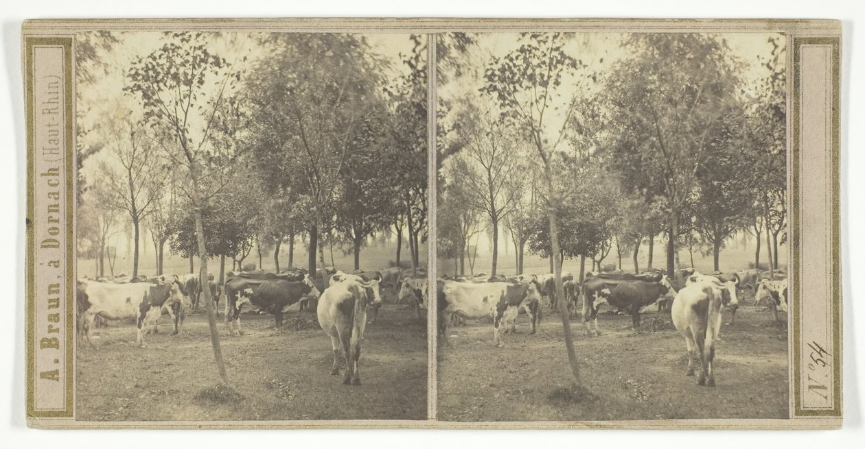 Uten tittel [kyr], 185077. av Adolphe Braun