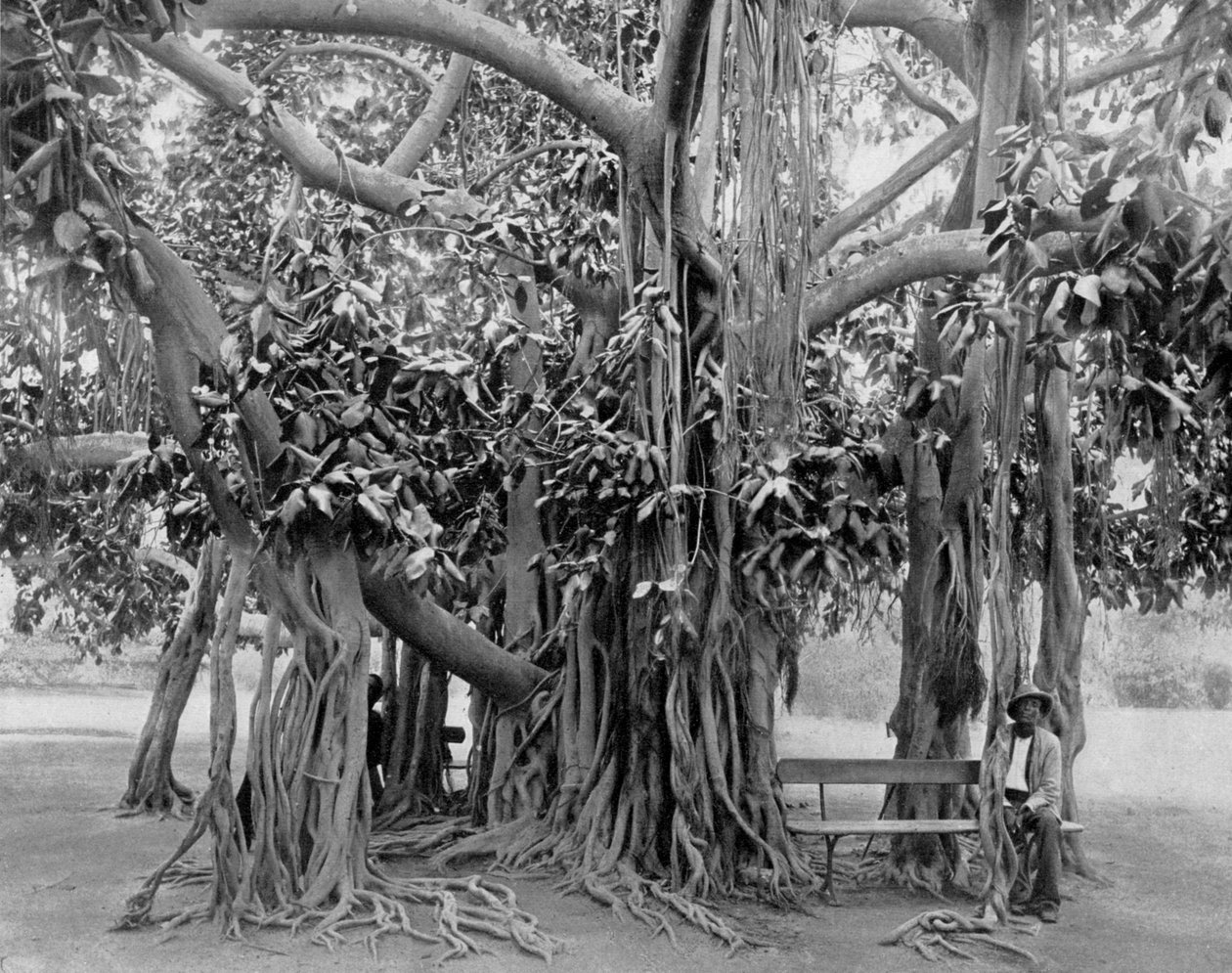 Banyan tree, Kingston Park, Jamaica, c1905. av Adolphe Duperly and Son