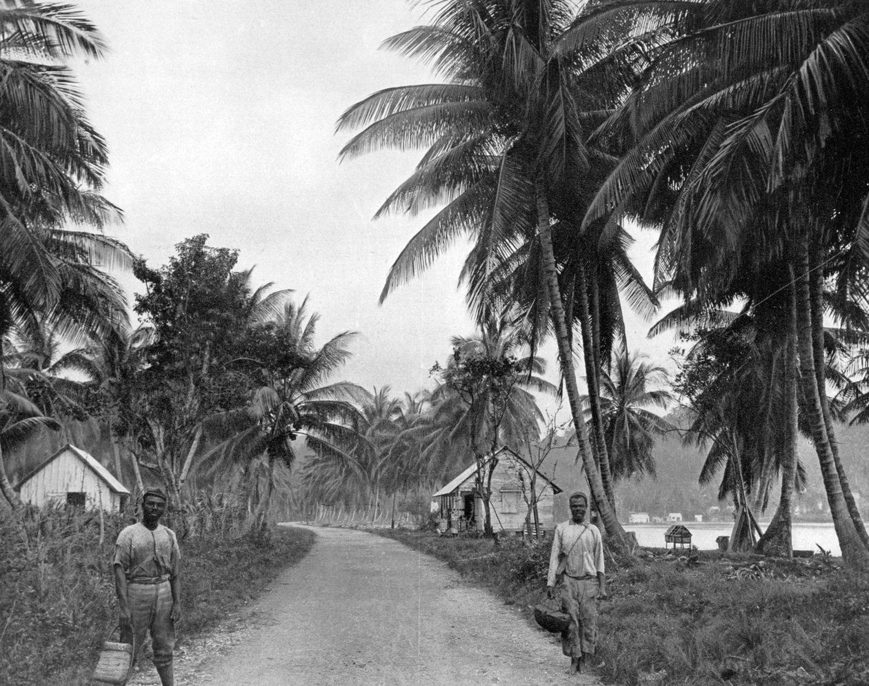 Coconut Grove, Port Antonio, Jamaica, c1905. av Adolphe Duperly and Son