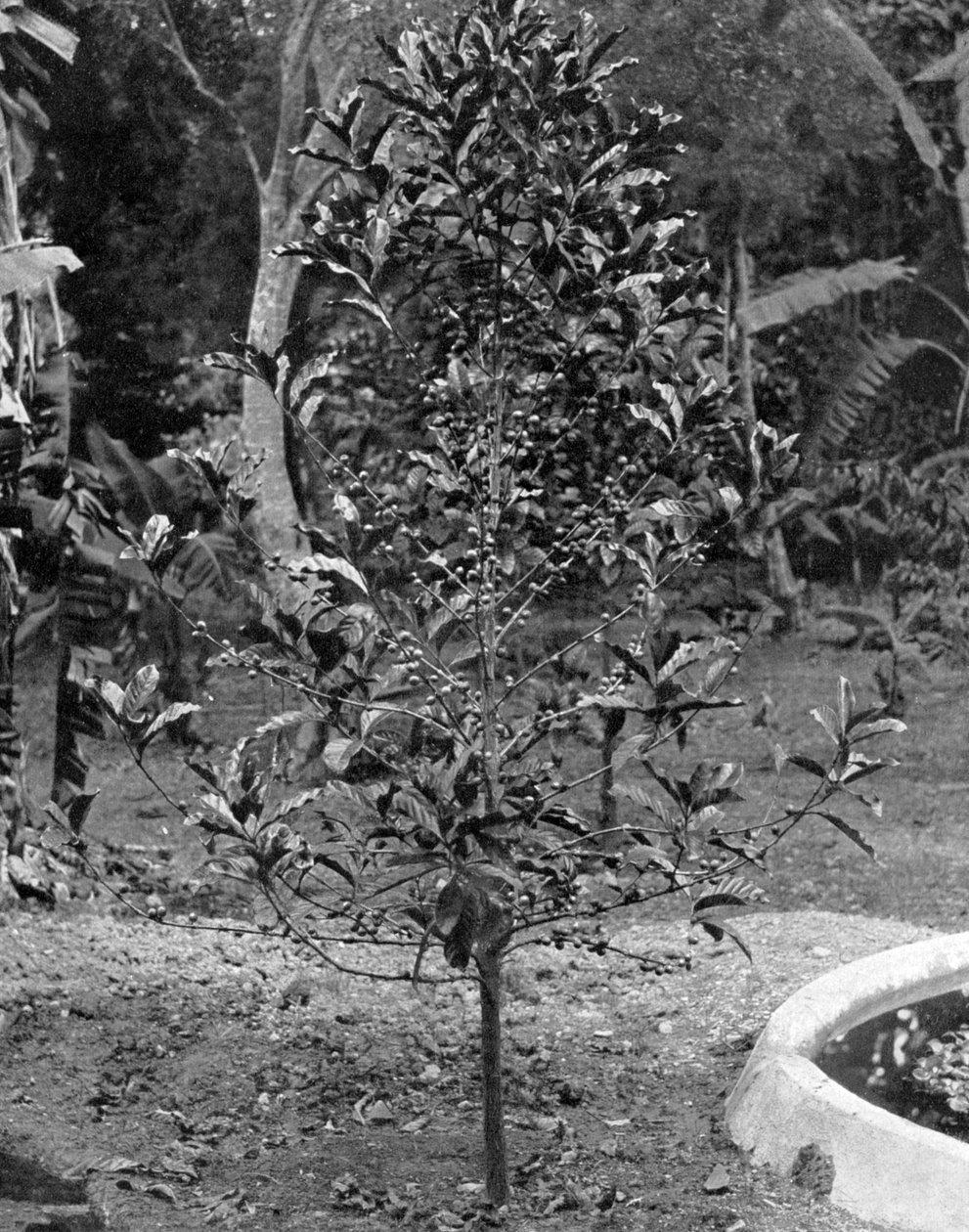 Kaffetre, Jamaica, c1905. av Adolphe Duperly and Son
