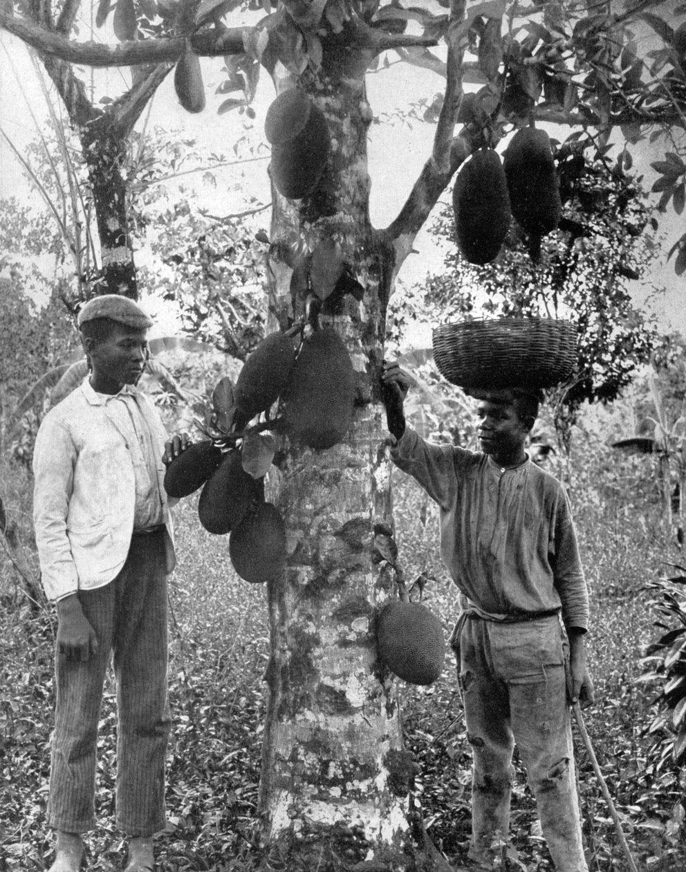 Jackfruit, Jamaica, c1905. av Adolphe Duperly and Son