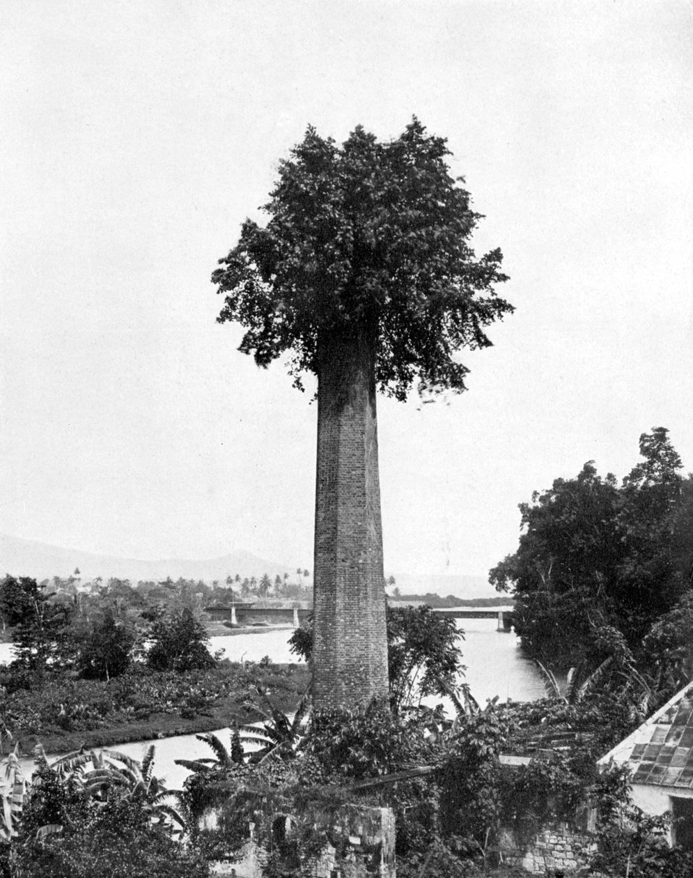 Tre som vokser ut gammel sukkergårdsskorstein, Jamaica, c1905. av Adolphe Duperly and Son