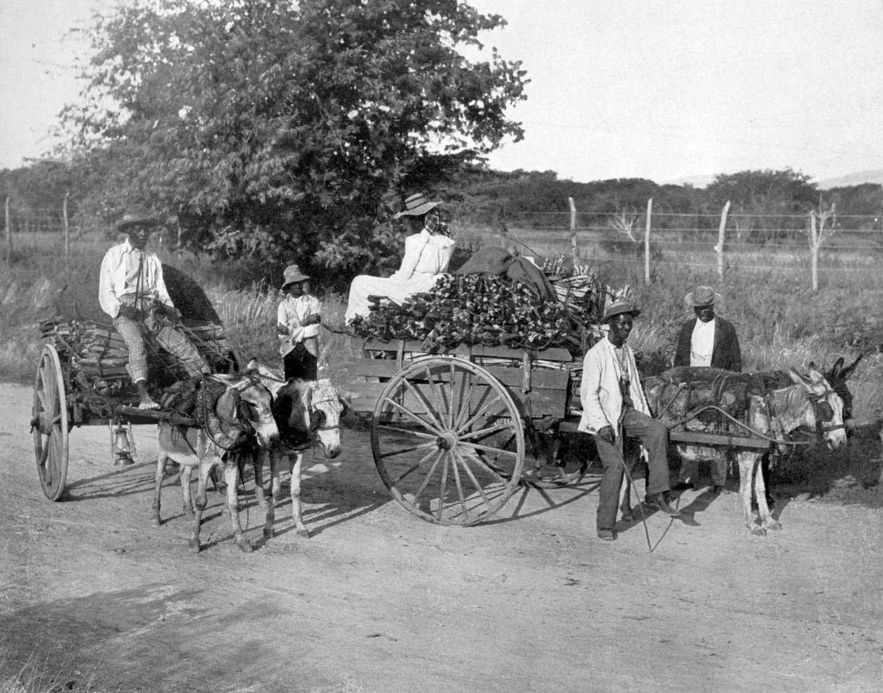 Trevogner, Jamaica, c1905. av Adolphe Duperly and Son